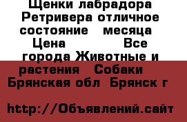 Щенки лабрадора Ретривера отличное состояние 2 месяца › Цена ­ 30 000 - Все города Животные и растения » Собаки   . Брянская обл.,Брянск г.